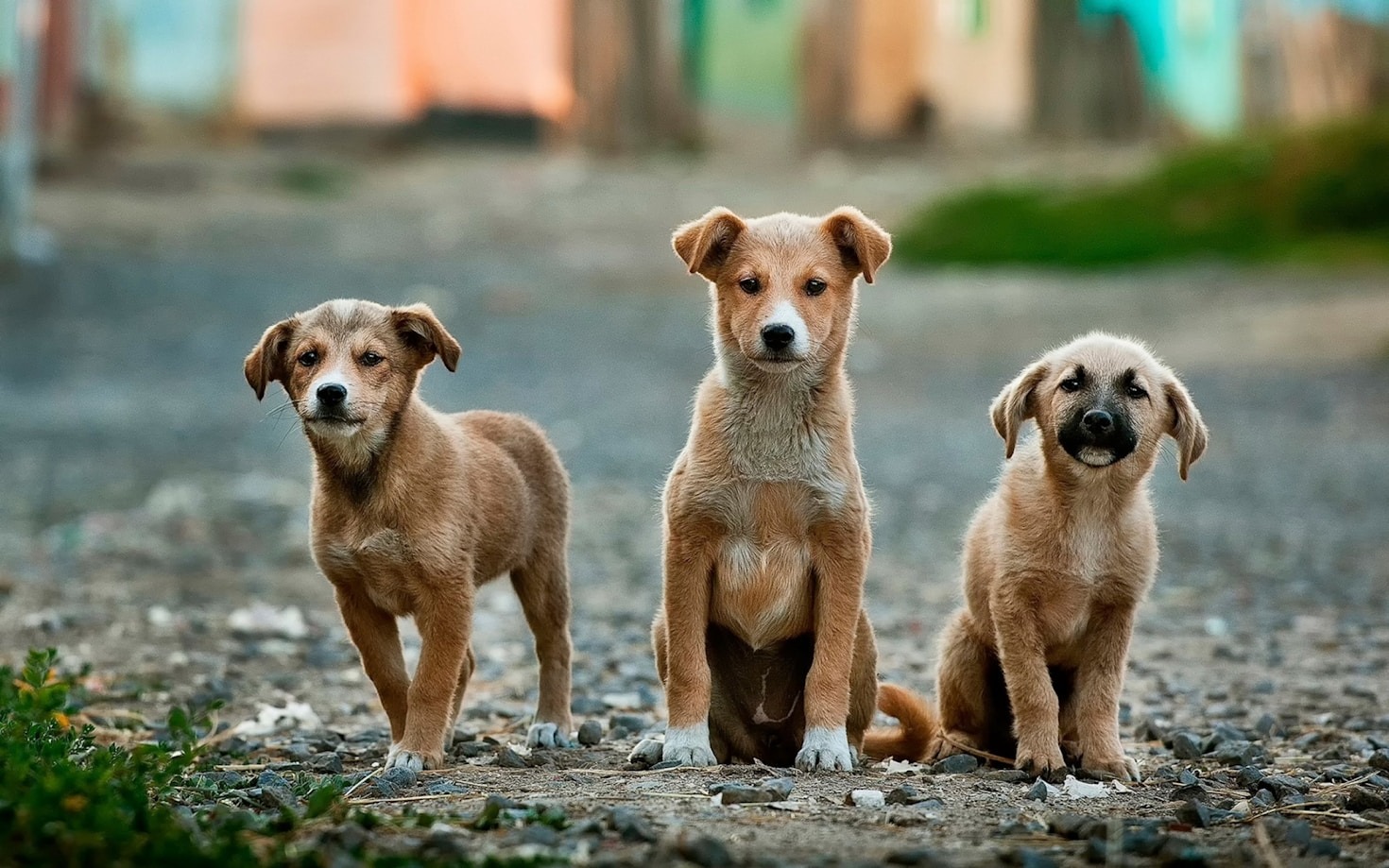A Step-by-Step Guide to Healthy Pet Treats