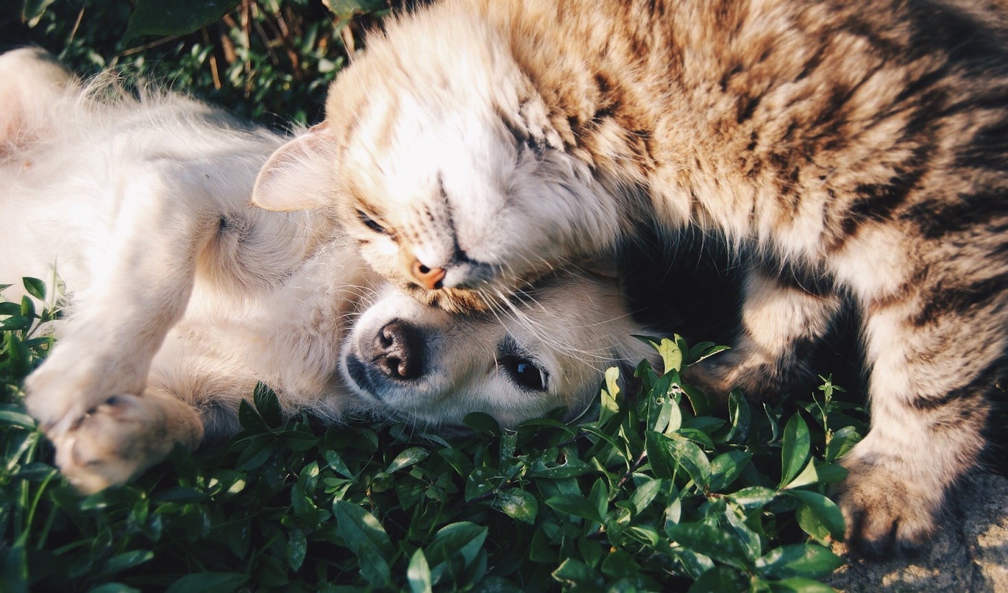 The Ultimate Guide to Balanced Diets for Cats and Dogs