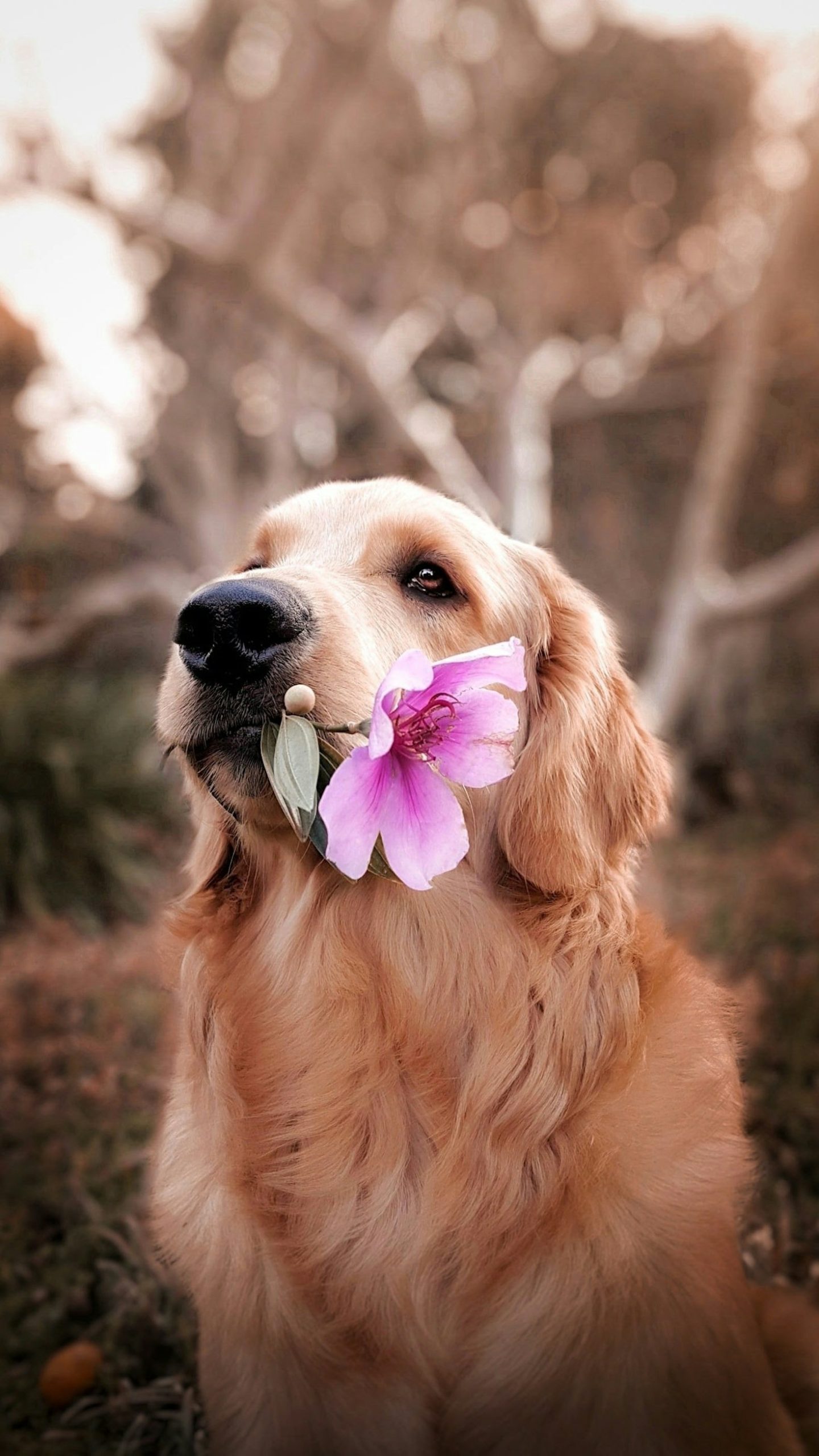 Transform Your Pet’s Health with These Recipes